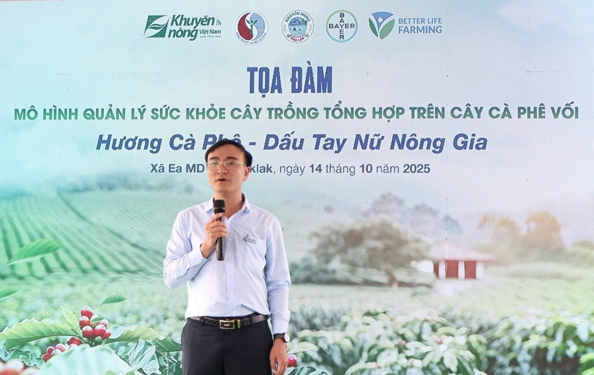 Quản lý sức khỏe cây trồng giúp cà phê tăng năng suất 10 - 15%